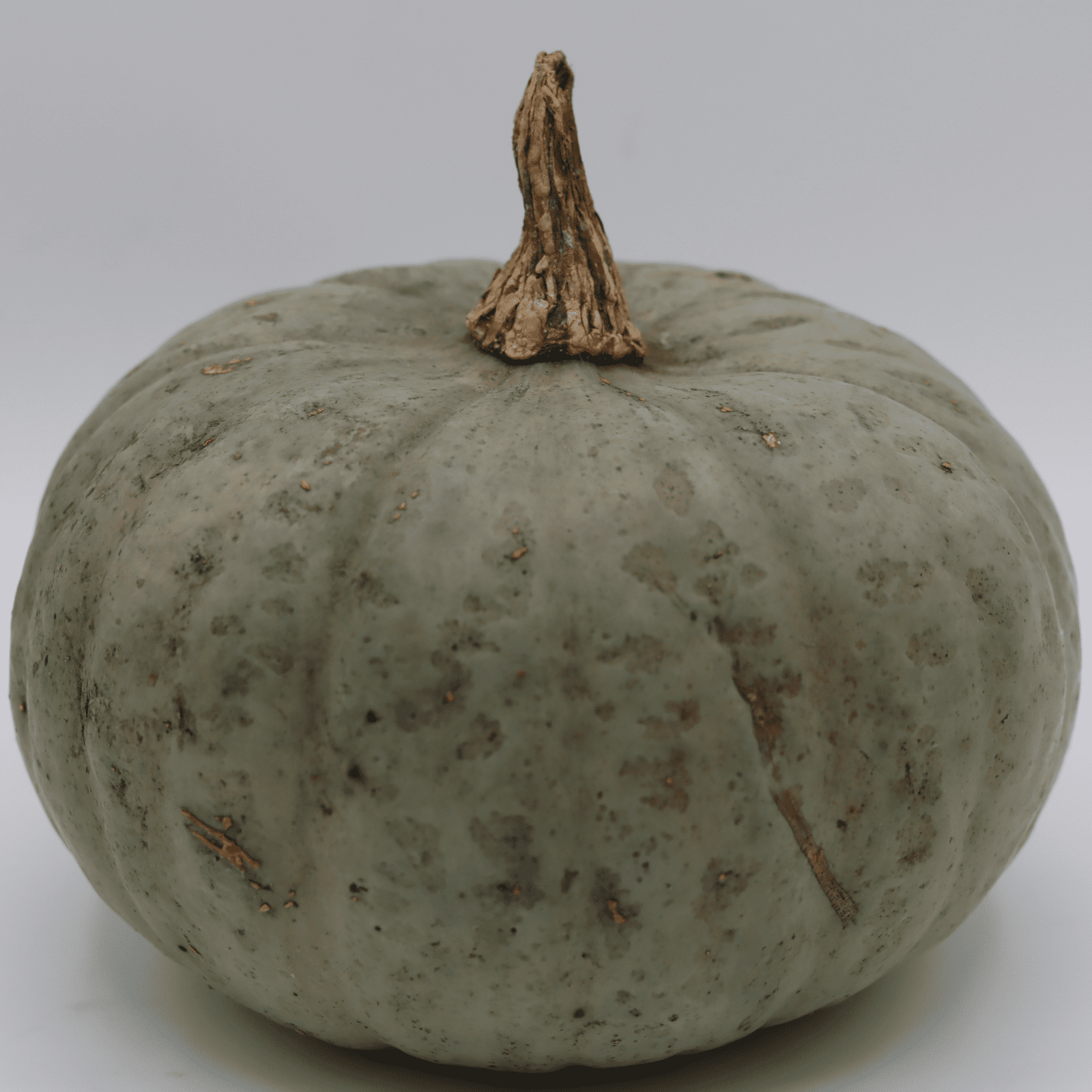 Squash - Gerber Farms - AgriTech North
