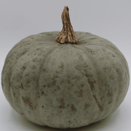 Squash - Gerber Farms - AgriTech North
