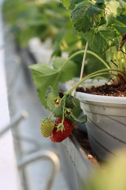 Strawberry Plants - AgriTech North
