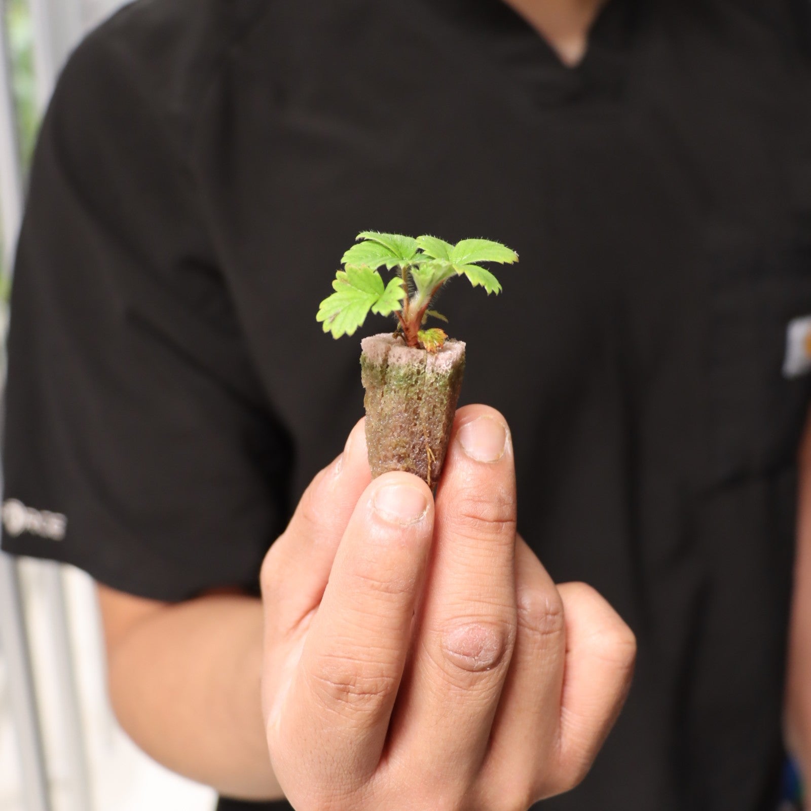 Strawberry Plants - AgriTech North