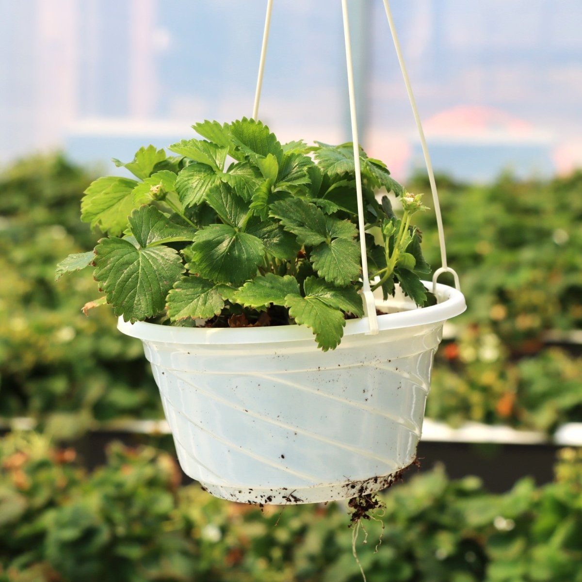 Strawberry Plants - AgriTech North