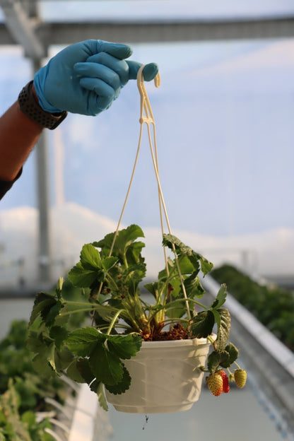 Strawberry Plants - AgriTech North