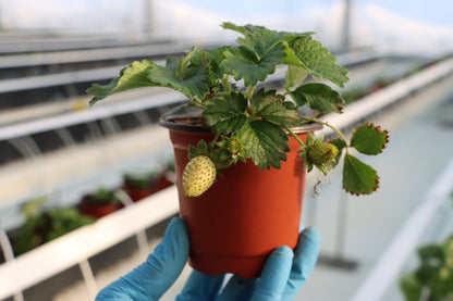 Strawberry Plants - AgriTech North