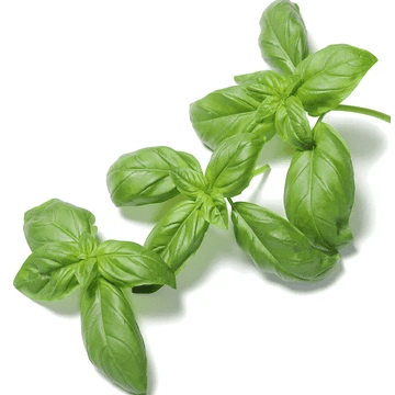 Basil - Superbo Genovese