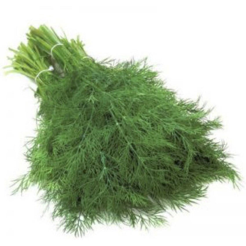 Dill - Leafy Diana