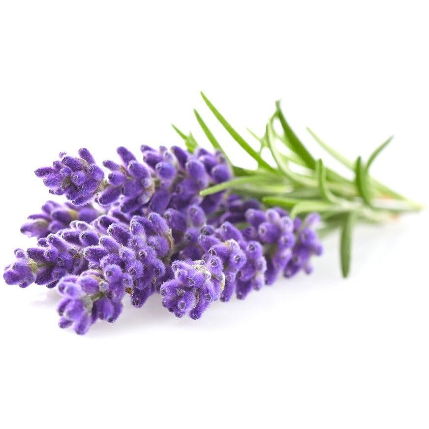 Lavender - Lady English