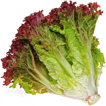 Lettuce - Loose Leaf