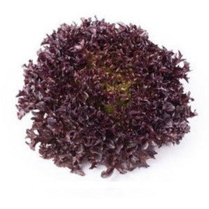 Lettuce - Salanova Red Sweet Crisp