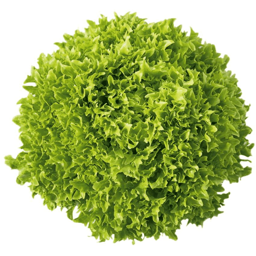 Lettuce - Salanova Green Sweet Crisp