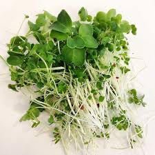 Microgreens - Broccoli Brassica Blend
