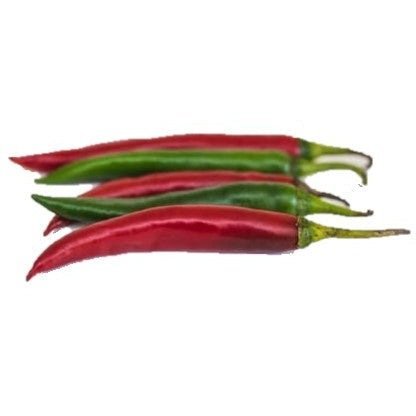 Hot Pepper - Thai Chili Prik Mun - Fresh Harvest Fruiting Crop | AgriTech North