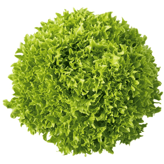 Lettuce - Salanova Green Sweet Crisp - AgriTech North - AgriTech North