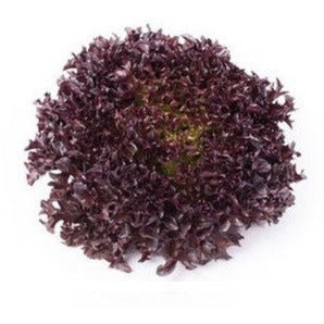 Lettuce - Salanova Red Sweet Crisp - AgriTech North - AgriTech North