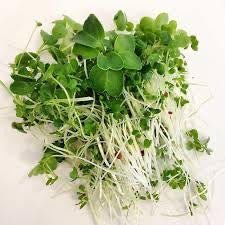 Microgreens - Broccoli Brassica Blend - AgriTech North - AgriTech North