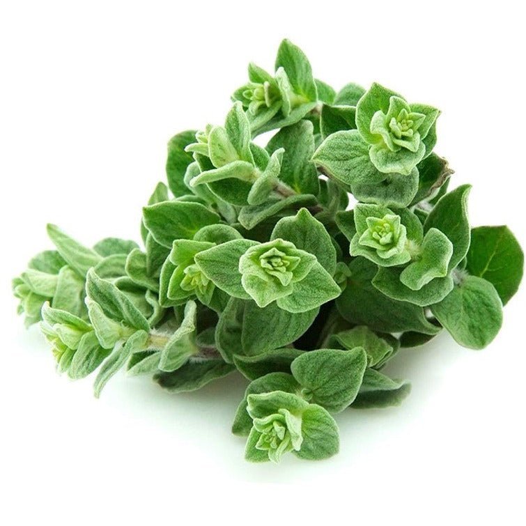 Oregano - Greek - AgriTech North - AgriTech North